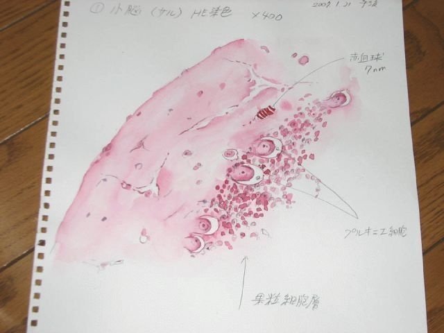 早稲田大学人間科学部ｅスクール 細胞組織学 レポート１ すがやみつる Note
