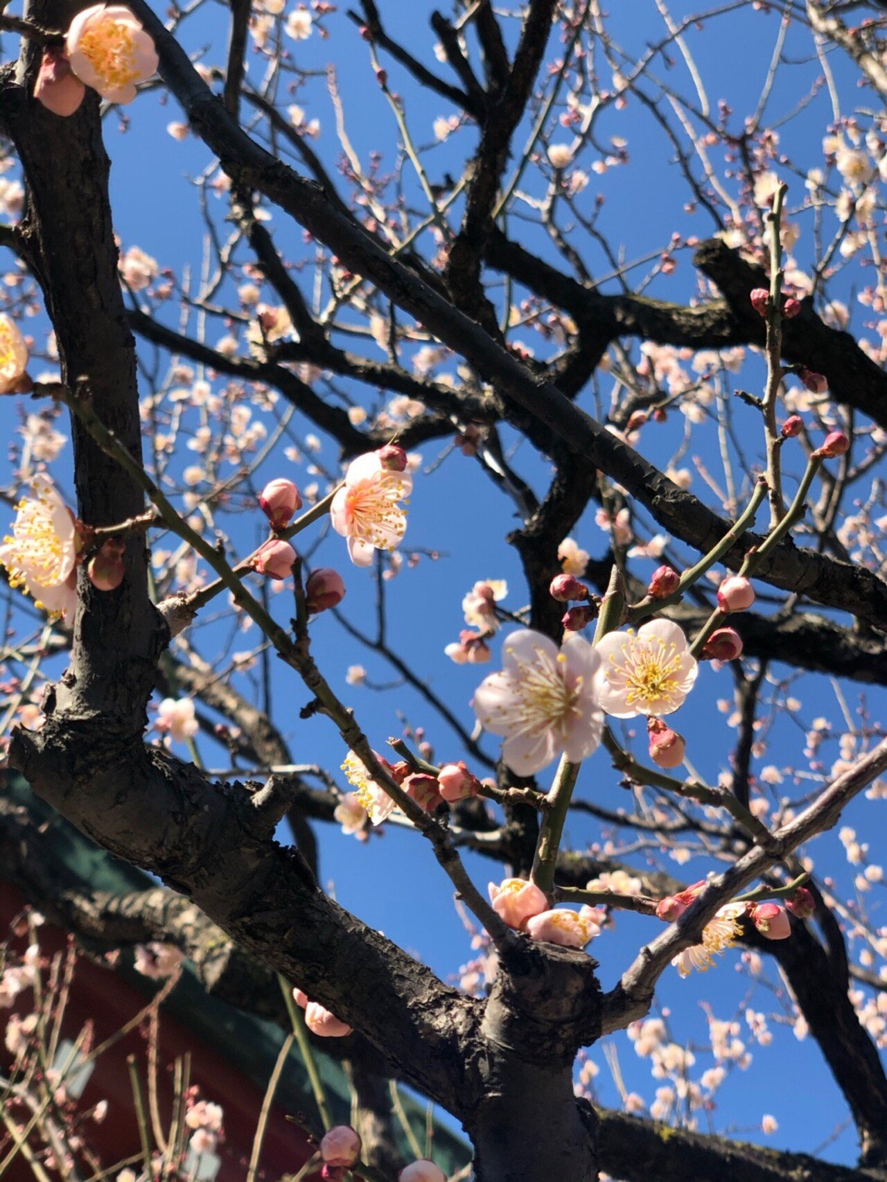 天神様の梅の花 ショコ Note 天神様の梅の花 ショコ Note