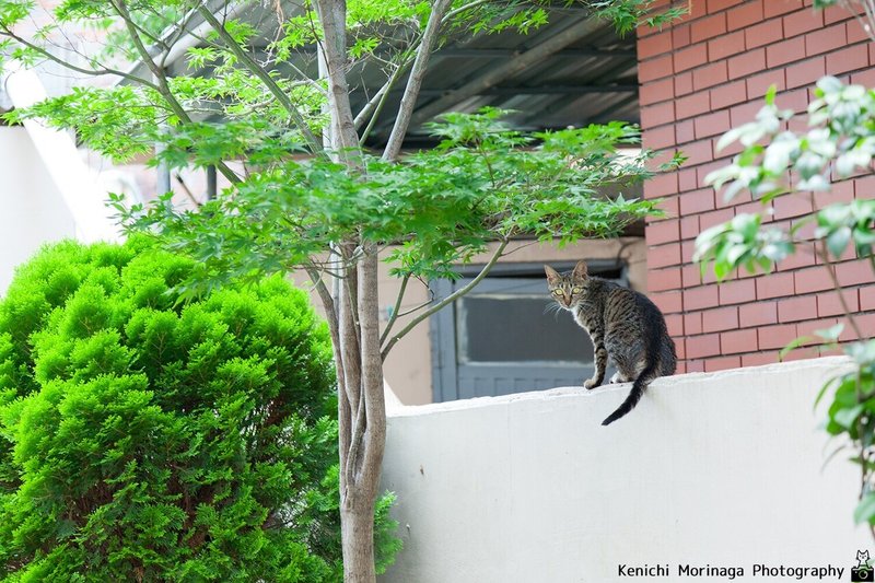 morikenphoto-pusang_1812のコピー