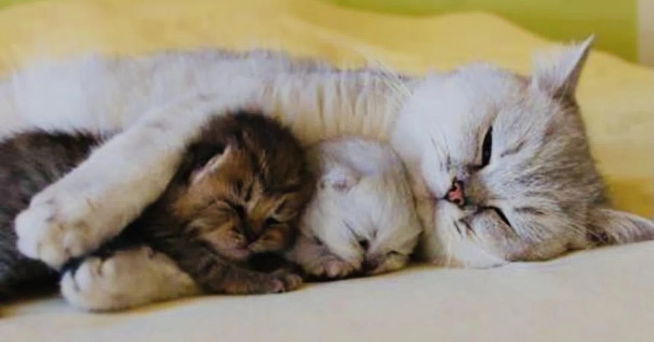 ねむり猫はどこにいる (6)｜ノリノリ