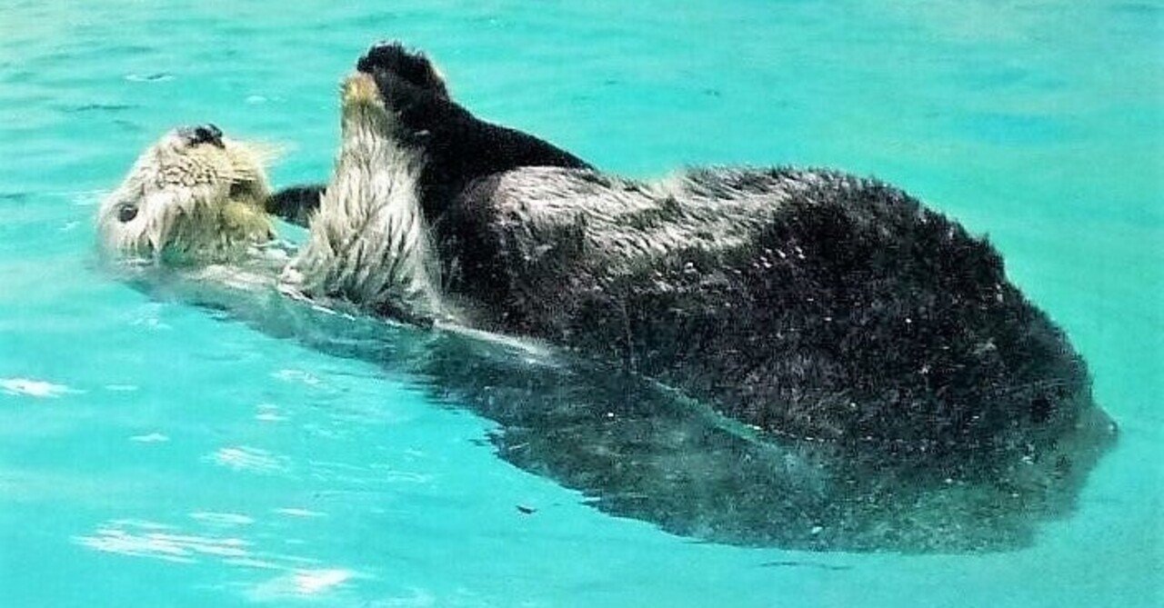 ラッコはワカメを巻きつけて寝る そして使う石はいつも同じ かみぃかみぃ Note