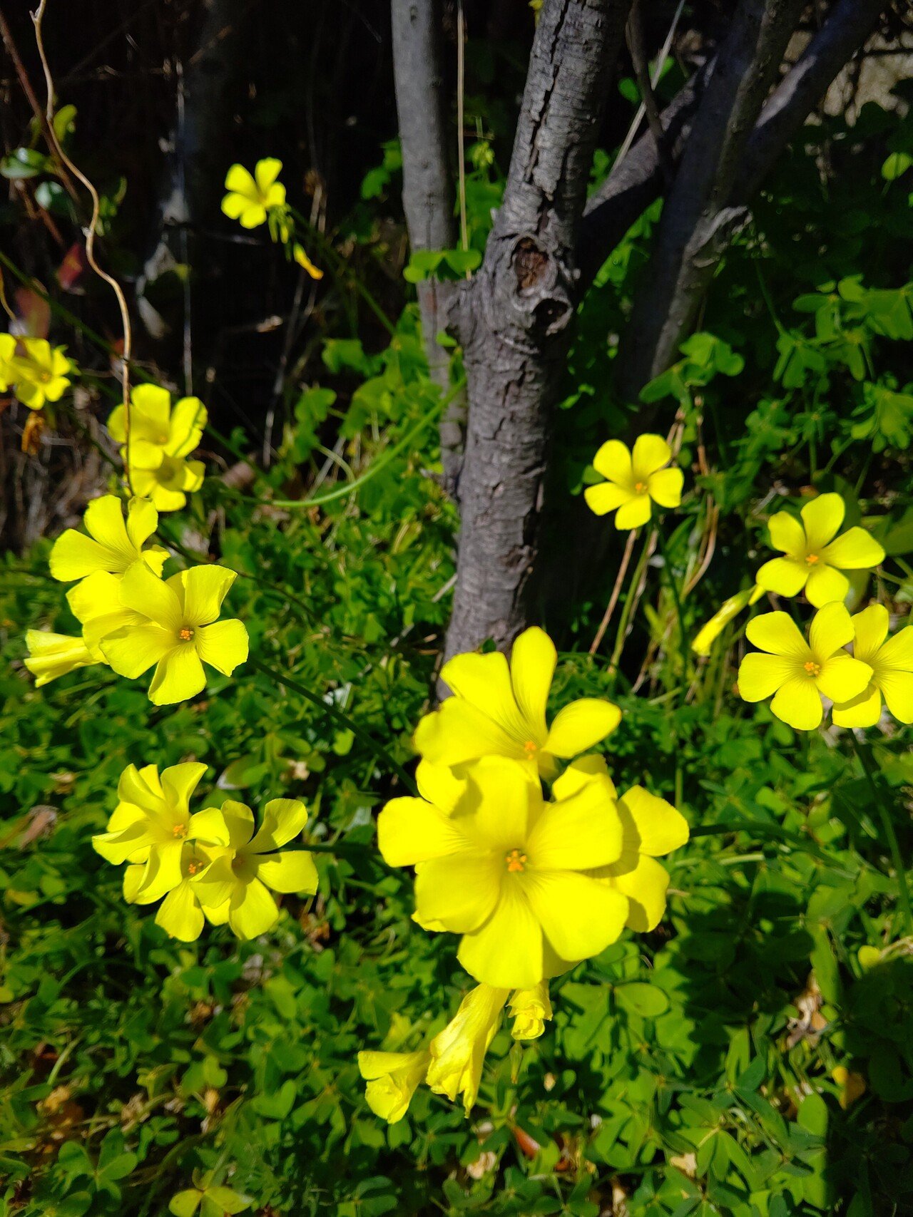 オオキバナカタバミ の花をようやく撮影できました なお 記事ではこの野草だけが花を閉じると誤解させるような書き方になってしまい すみませんでした 花を開いたり閉じたりする植物は多いと思います しかし葉っぱ うりぼう Note