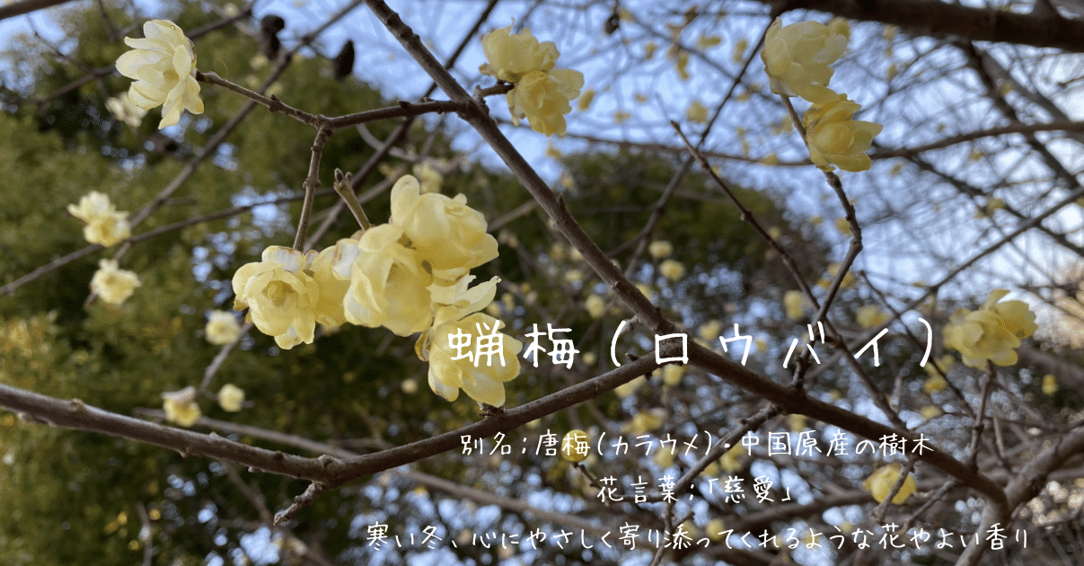 ロウバイの花 もも Note
