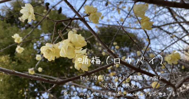 ロウバイの花 ももすい Note ロウバイの花 ももすい Note