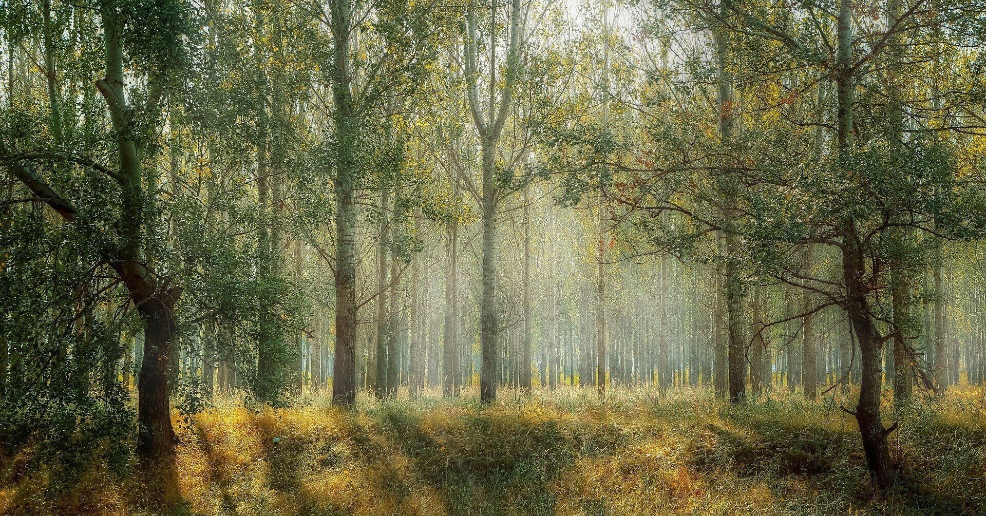 読書感想文 光媒の花 道尾秀介著 Sadaharu Note