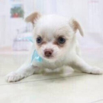 Bts Dynamite Lyric 和訳 カタカナ歌詞 Justin Maroon Hugh Zac Paul Note