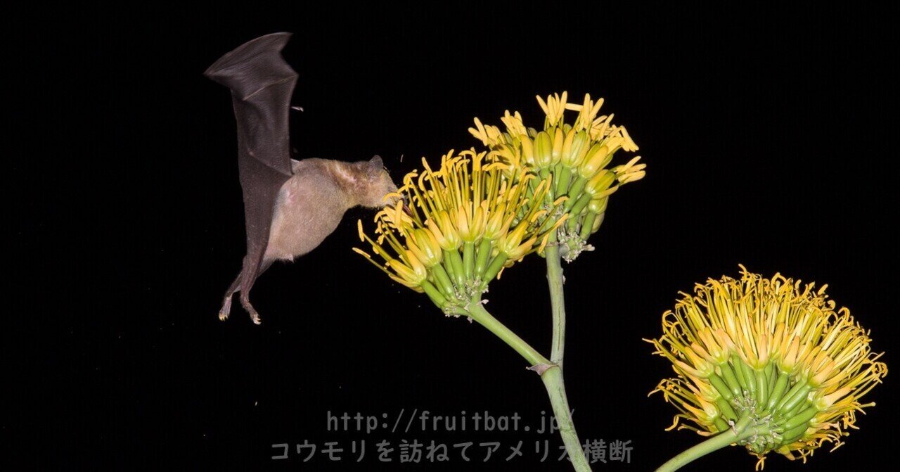 2章 アリゾナでサボテンの花にくるコウモリを探す 大沢夕志 大沢啓子 Note