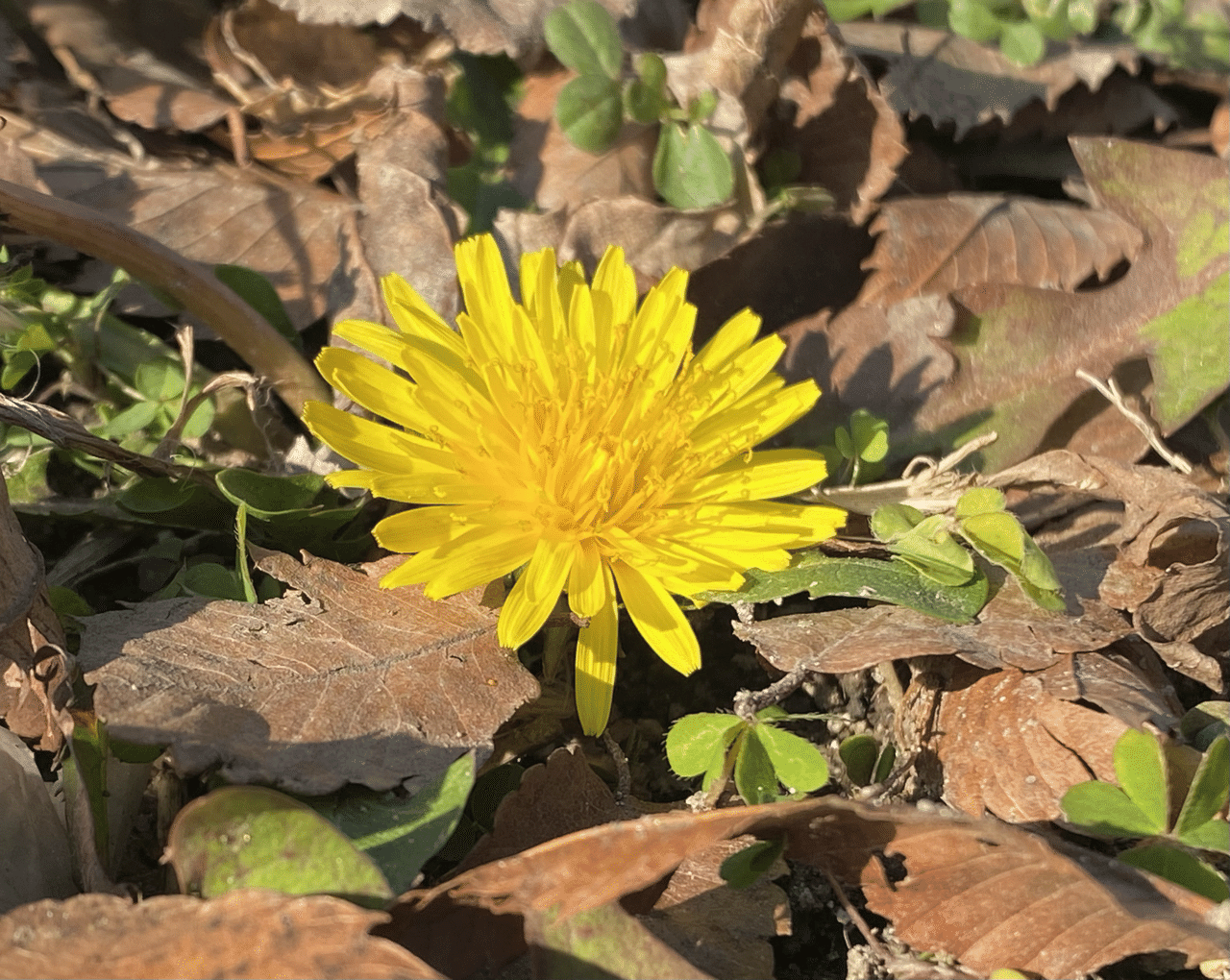 寒かったのかな 落ち葉に茎をうずめて咲いていた たんぽぽ ぽっぽー 蒲公英 たんぽぽ かわいいね 春 Mio Note
