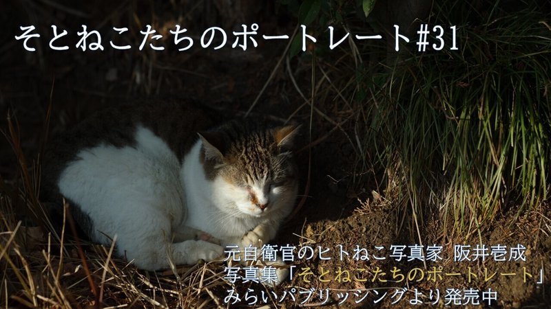 ねこ31