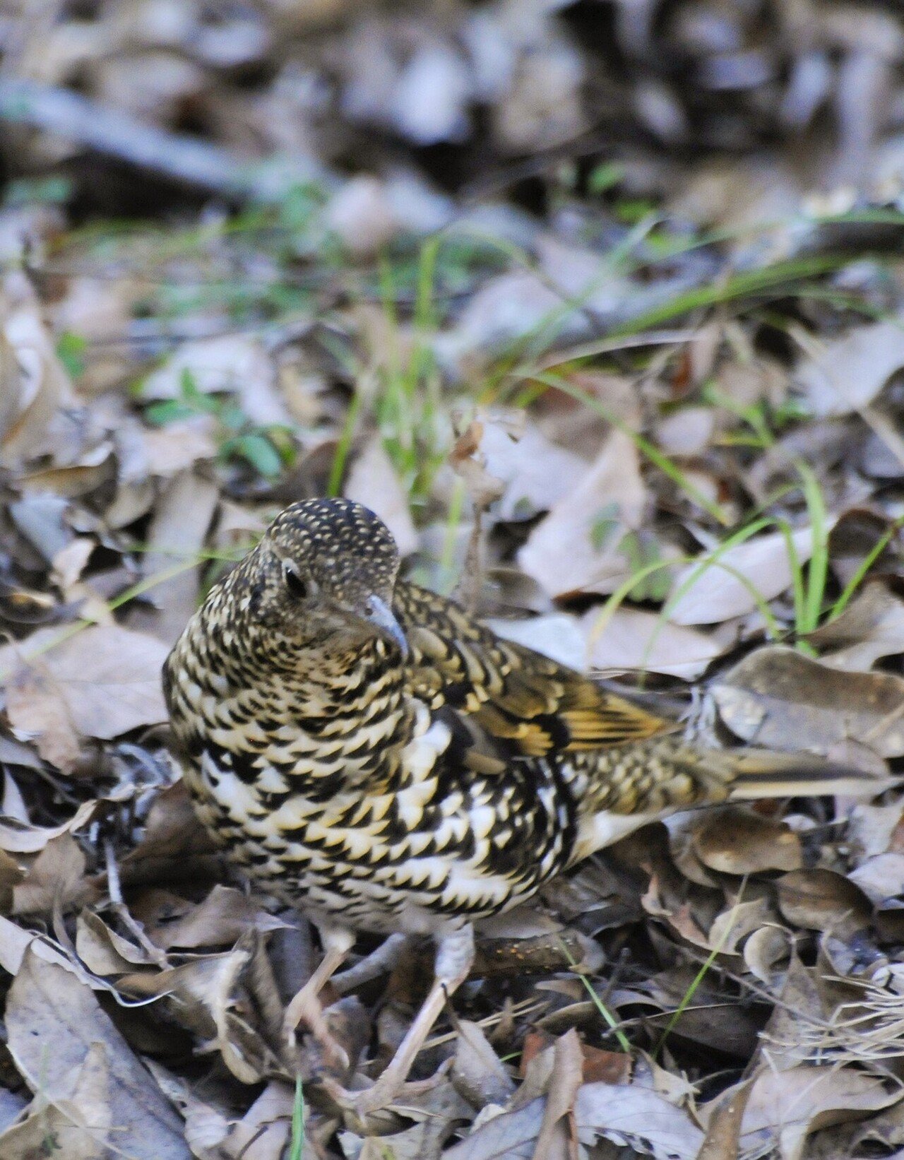 野鳥狩り しまうー Note 野鳥狩り しまうー Note