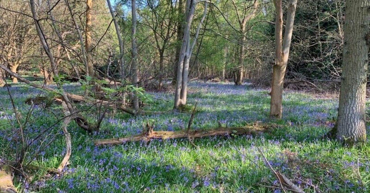 幻の白い鹿がいる森へ らんみか ゆる腸活オンライン講師 イギリス Note