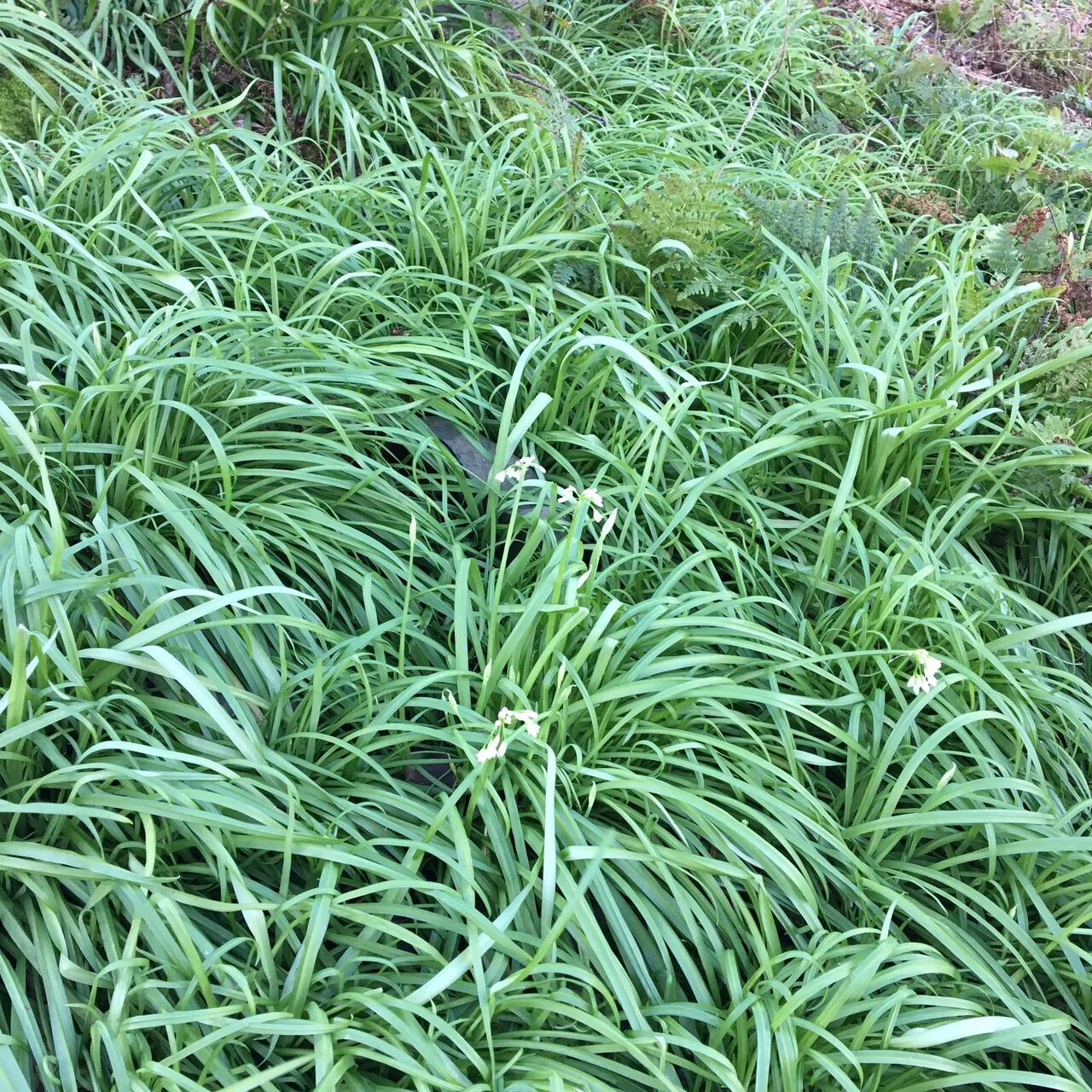 冬のスコットランドの海辺でみつけた植物で元気のでるごはんをつくる 採集編 Walking Into Nature 02 Haruka Yazaki Note