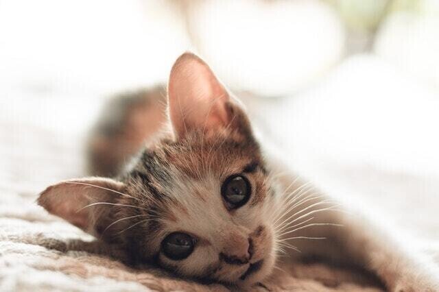猫に人の市販薬 鎮痛薬は危険 ロキソニン中毒の怖さとは 獣医師が解説 Vet1013 Note 猫に人の市販薬 鎮痛薬は危険 ロキソニン中毒の怖さとは 獣医師が解説 Vet1013 Note
