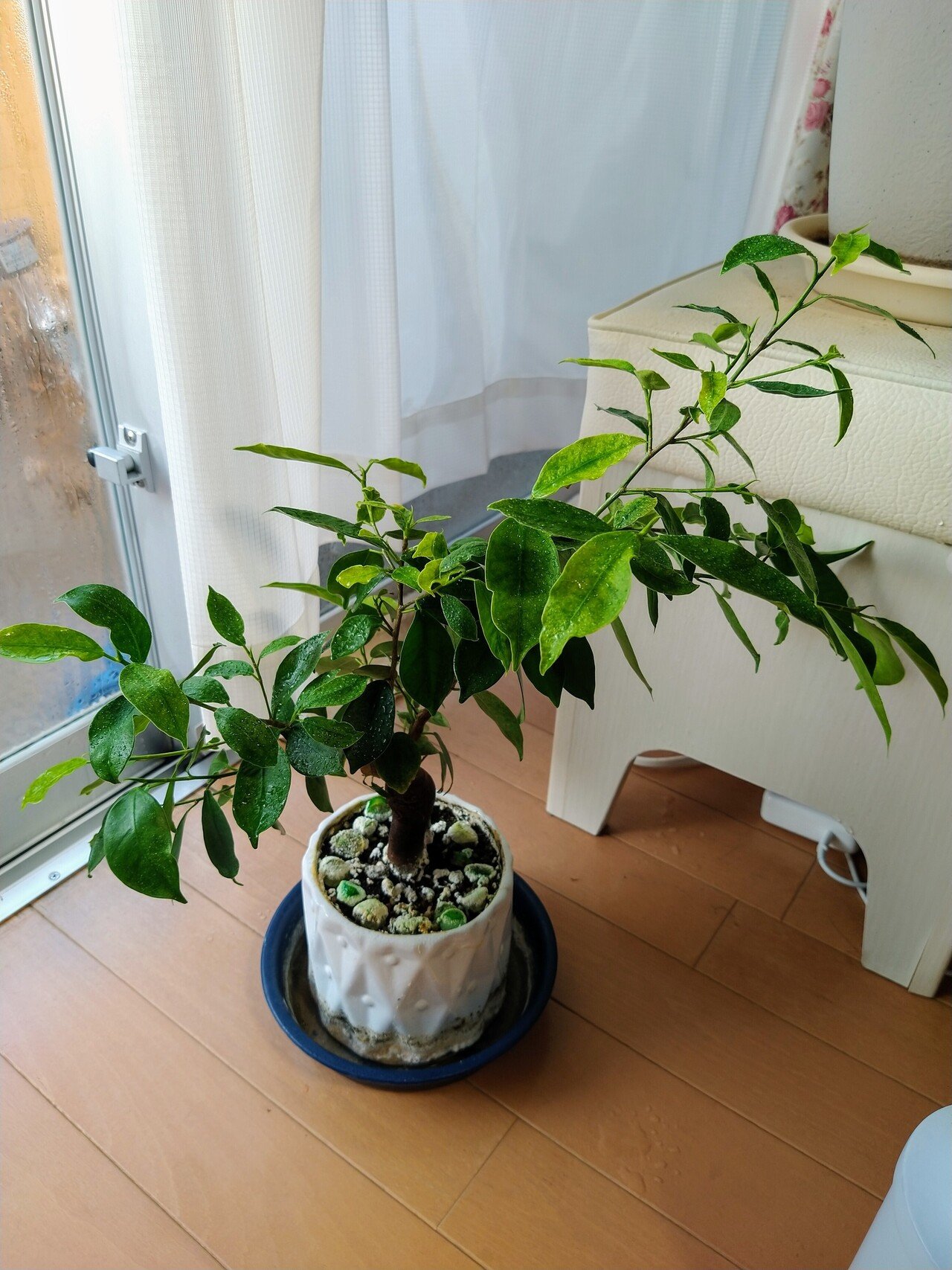 我が家の植物たちだよ 久々アップ ミツエモン デカ目ミサイル乳インフルエンサー お守りアクセサリー作家 Note 我が家の植物たちだよ 久々アップ ミツエモン デカ目ミサイル乳インフルエンサー お守りアクセサリー作家 Note