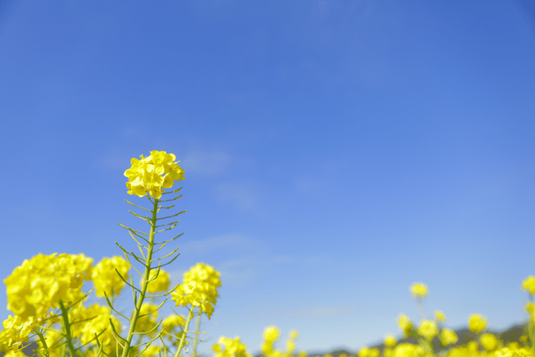 あせらないで ゆっくり むりせず そのままで #花 #幸せ #こころ #あなたの応援団 #写真 #フォトポエム #フォトポエムカウンセラー