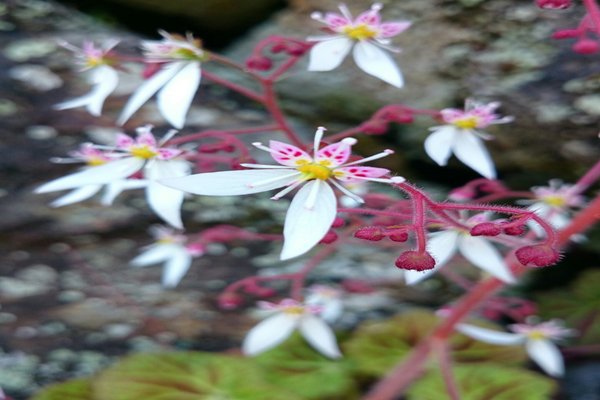 花言葉は深い愛情 の新着タグ記事一覧 Note つくる つながる とどける
