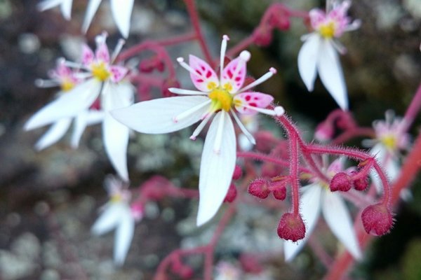 花言葉は深い愛情 の新着タグ記事一覧 Note つくる つながる とどける 花言葉は深い愛情 の新着タグ記事一覧 Note つくる つながる とどける