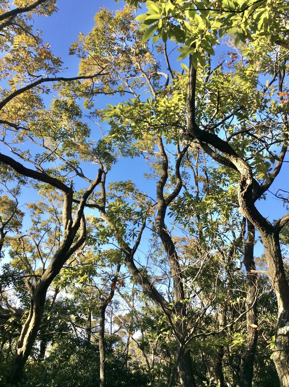画像4
