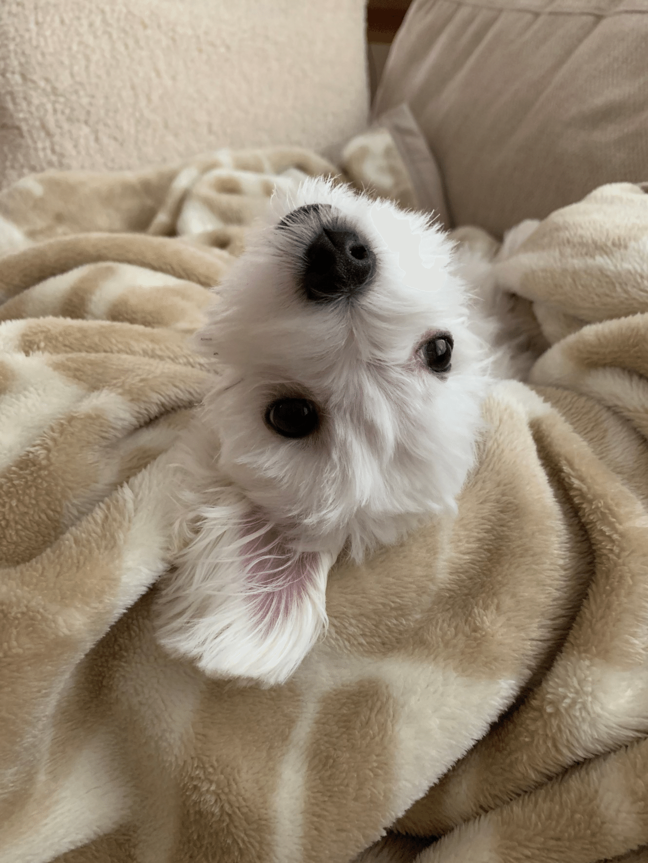 オナラした マルチーズ 犬のいる生活 犬のいる暮らし 鈴麻呂 Note