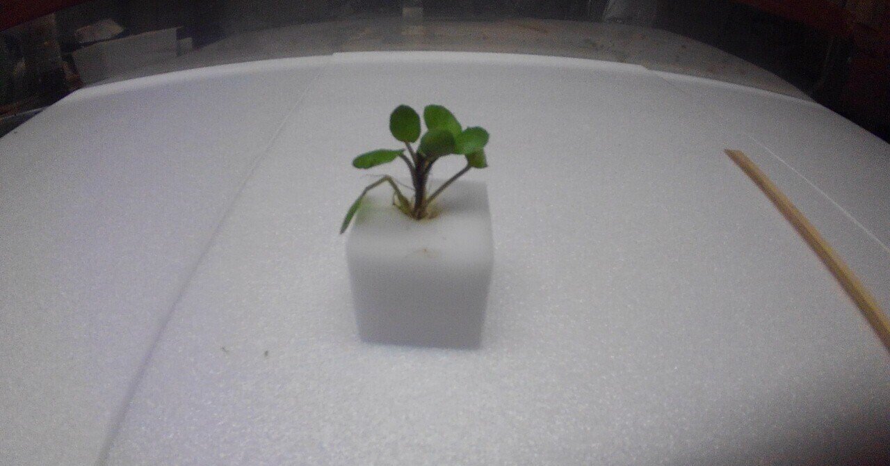 おウチでクレソン水耕栽培はできるのか スポンジに苗を植えました 21 2 7 日 ミズグチスイデン たつじ Note