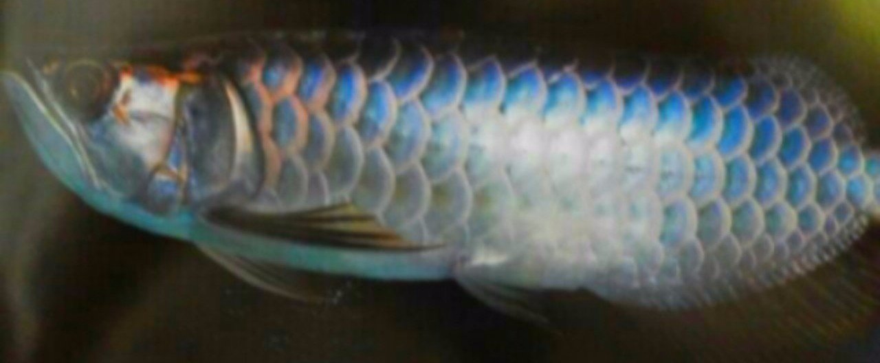 恐怖についての考察 第9章 翼猫 Tsubasa Neko Note