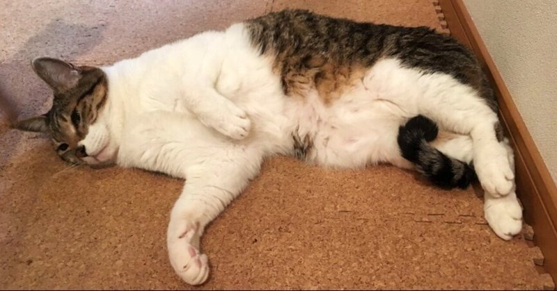 猫 老猫に見られる認知症 な症状 たけblog Note