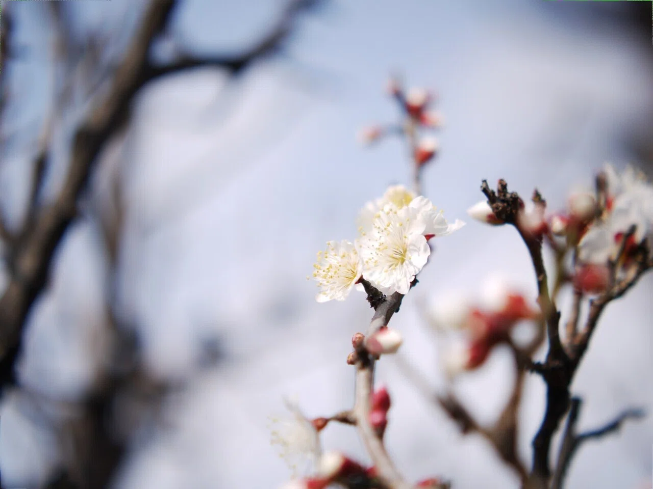 XiaoYi 42.5mmF1.8実写レビュー｜夢望庵 / Mubou-an