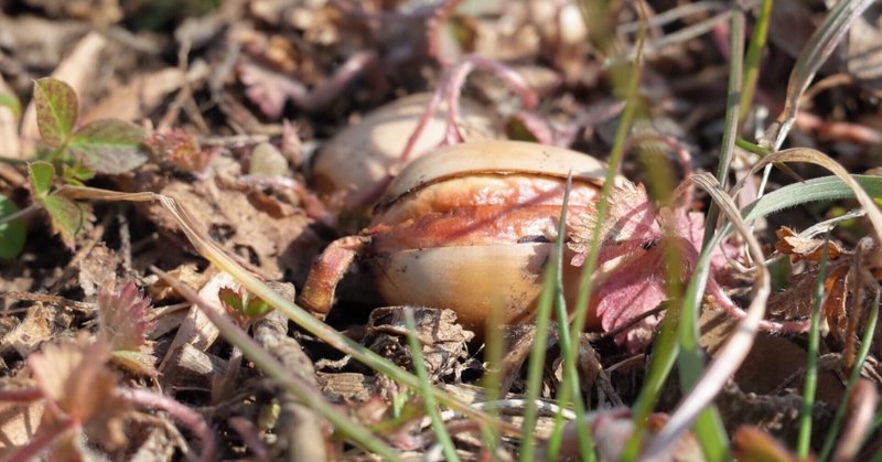 鳥交る とり さかる まりきん Note