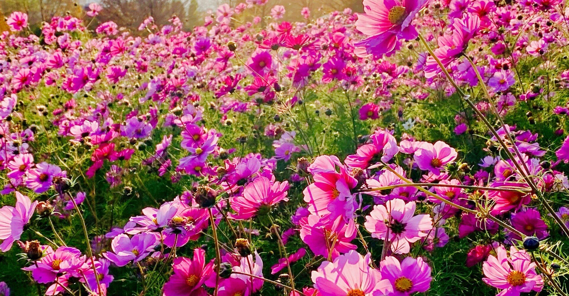 花束みたいな恋をした の15年後 山口照美 Note 花束みたいな恋をした の15年後 山口照美 Note