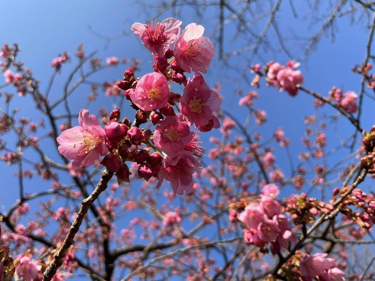 写真たち Vol 11 梅の花 Millet Note