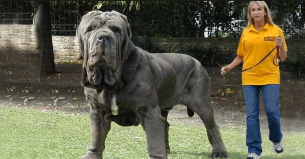 同じ犬とは思えない 会ってみたい超大型犬 くまの飼い主 Note