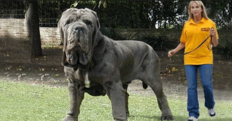 【同じ犬とは思えない…？】会ってみたい超大型犬