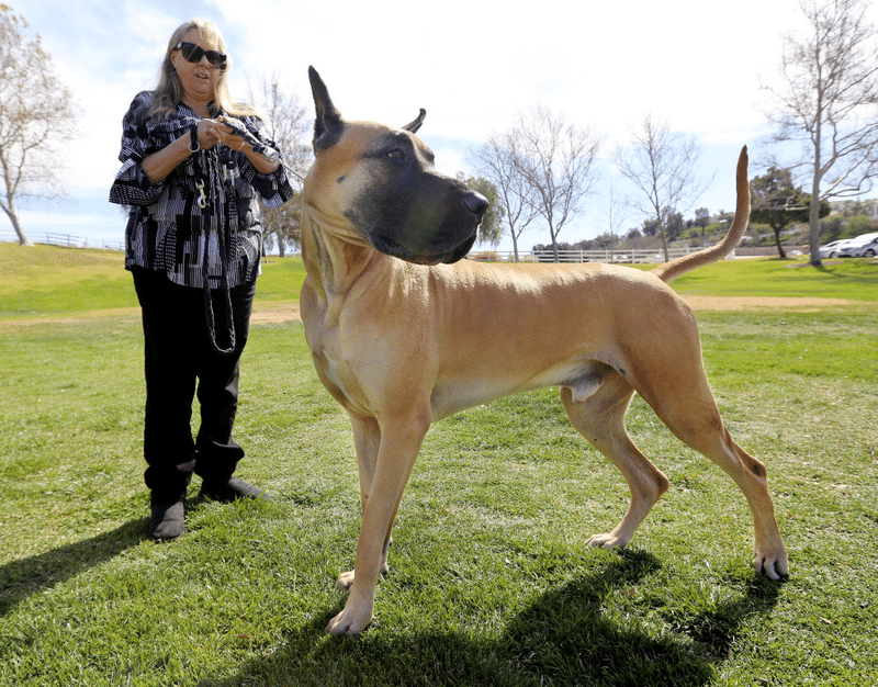 同じ犬とは思えない 会ってみたい超大型犬 くまの飼い主 Note