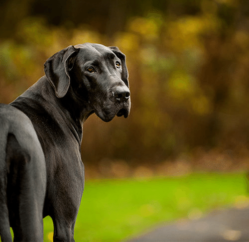 同じ犬とは思えない…?】会ってみたい超大型犬|くまの飼い主 同じ犬とは思えない…?】会ってみたい超大型犬|くまの飼い主