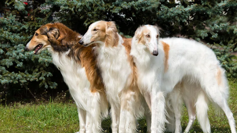 同じ犬とは思えない 会ってみたい超大型犬 くまの飼い主 Note