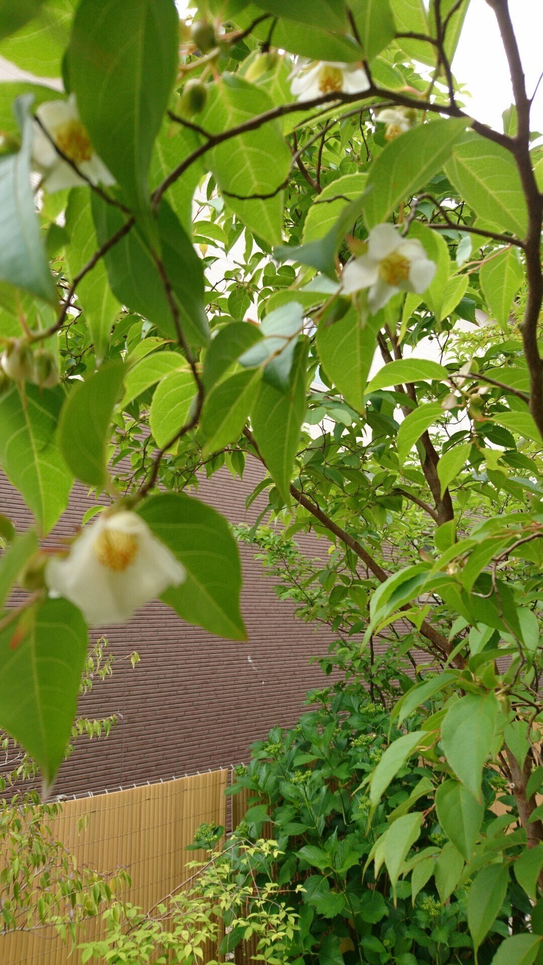雑木ガーデンの樹木のひとつヒメシャラの特徴｜雑木の苗と草花