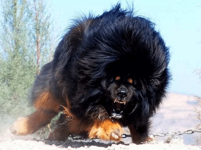同じ犬とは思えない 会ってみたい超大型犬 くまの飼い主 Note