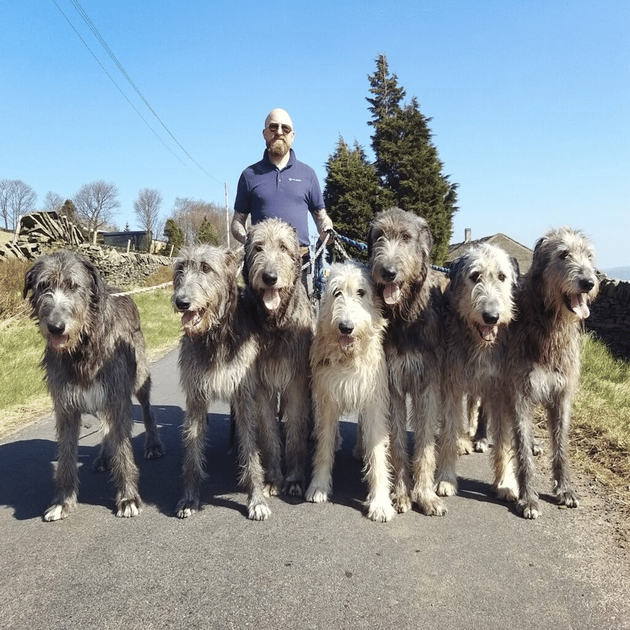 同じ犬とは思えない 会ってみたい超大型犬 くまの飼い主 Note