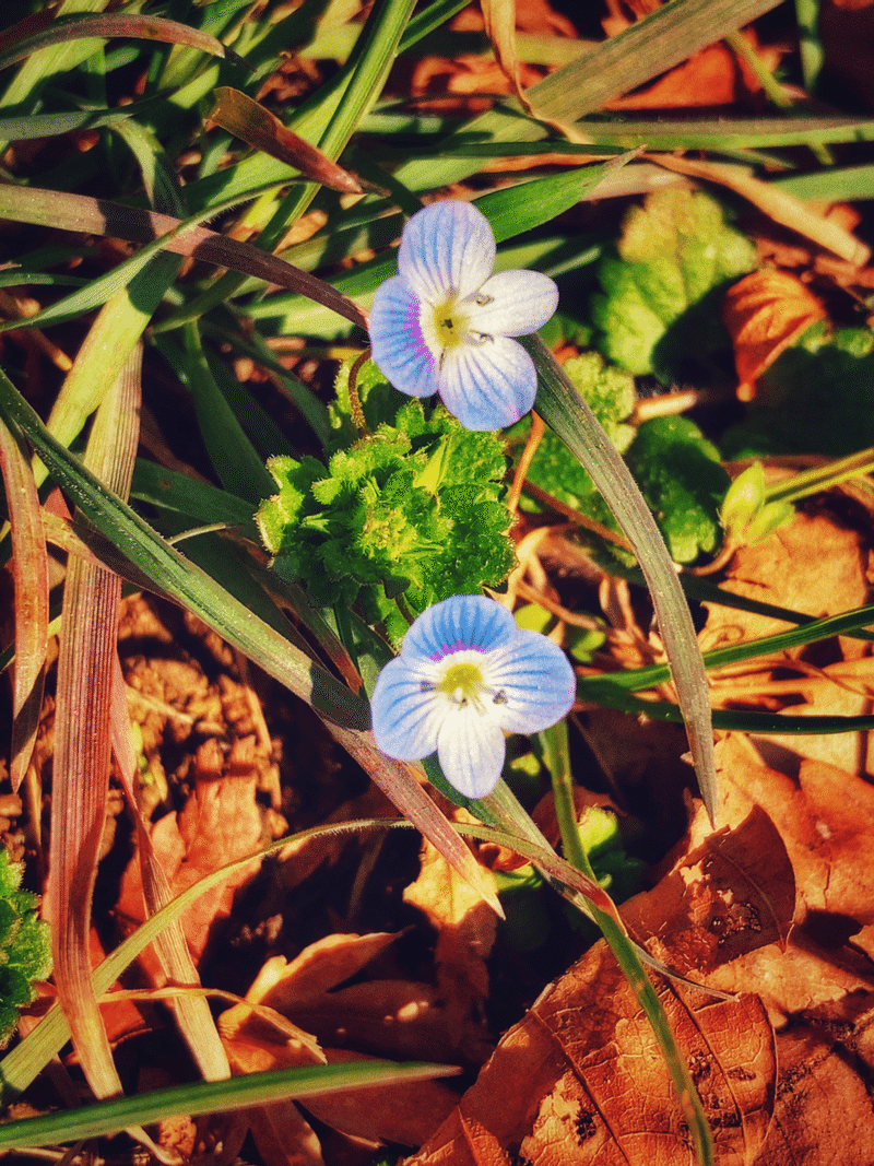 オオイヌノフグリ のの Note