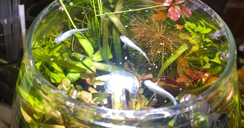 ボトルアクアリウムのメダカは幸せか みかんのバランスライフ Note ボトルアクアリウムのメダカは幸せか みかんのバランスライフ Note