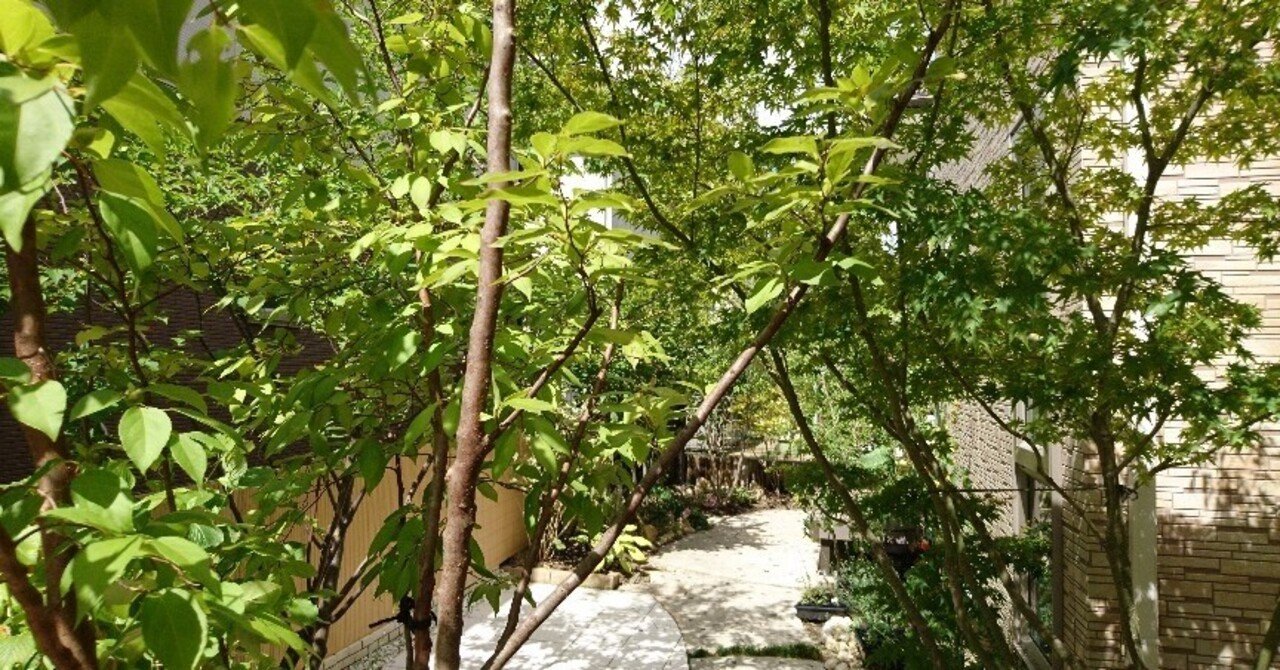 雑木ガーデンの樹木のひとつヒメシャラの特徴 雑木の庭の苗木と草花ショップ ぞう木りん Note