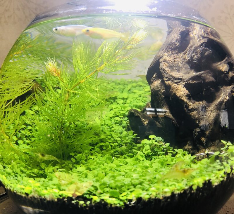ボトルアクアリウムのメダカは幸せか みかんの缶づめ Note ボトルアクアリウムのメダカは幸せか みかんの缶づめ Note