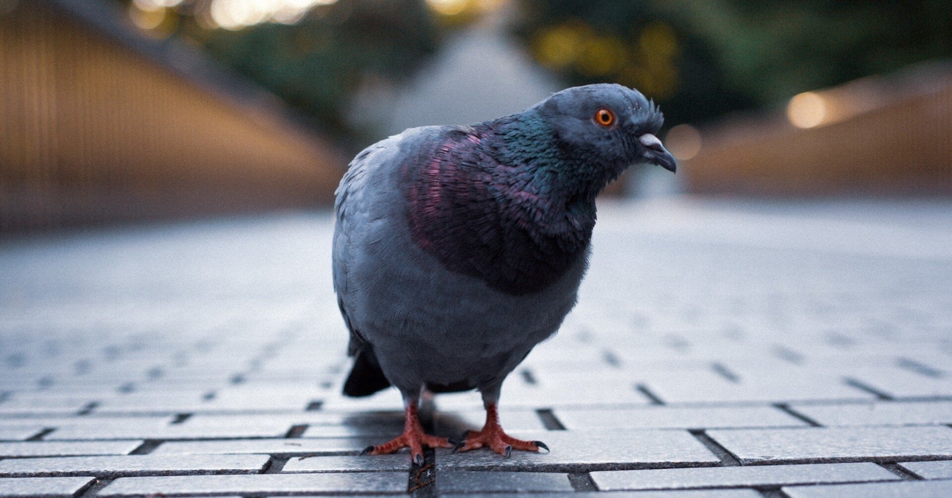 ぽっぽウォーズ 鳩とのベランダでの攻防記録 キャプテン カツ Note