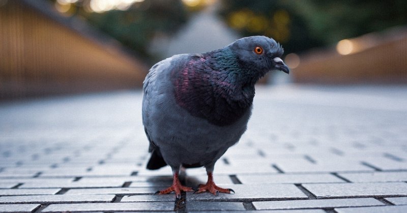 ぽっぽウォーズ 鳩とのベランダでの攻防記録 キャプテン カツ Note ぽっぽウォーズ 鳩とのベランダでの攻防記録 キャプテン カツ Note