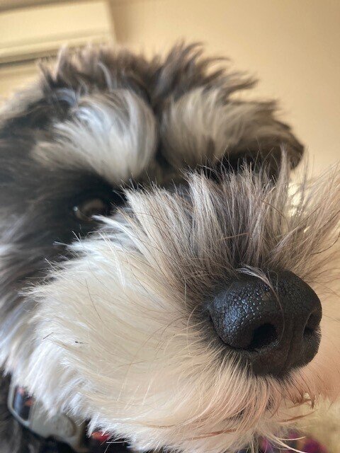 家での時間はペット 犬とヤモリたちとともに Shalabyrinth Note 家での時間はペット 犬とヤモリたちとともに Shalabyrinth Note