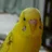 インコ＠王室付麻酔専門医
