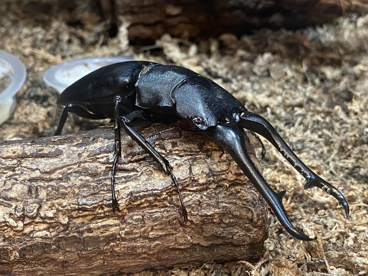 こどもに自慢できる！クワガタ幼虫の雌雄の見分け方（苦手な方は閲覧注意）｜Noriaki Kawanishi