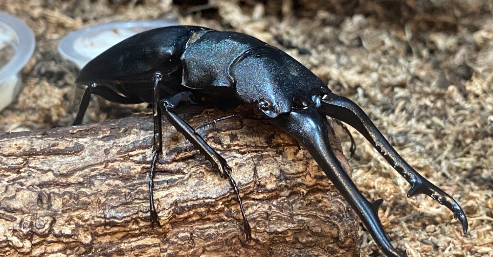 こどもに自慢できる クワガタ幼虫の雌雄の見分け方 苦手な方は閲覧注意 Noriaki Kawanishi 田舎暮らしデザイナー Note こどもに自慢できる クワガタ幼虫の雌雄の見分け方 苦手な方は閲覧注意 Noriaki Kawanishi 田舎暮らしデザイナー Note