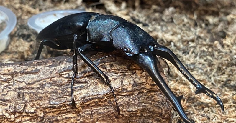 こどもに自慢できる クワガタ幼虫の雌雄の見分け方 苦手な方は閲覧注意 Noriaki Kawanishi 黒崎base半農style Note