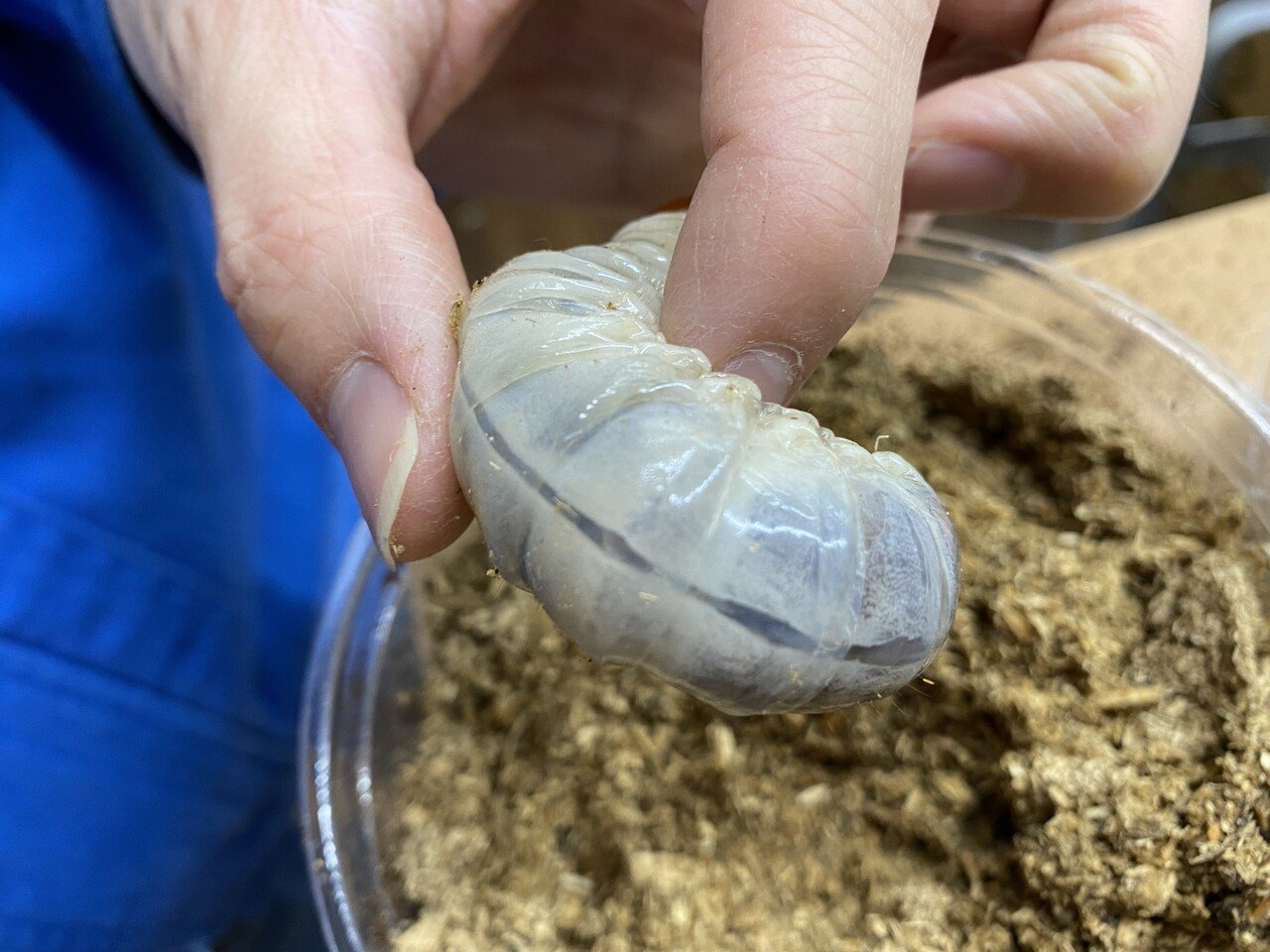 こどもに自慢できる クワガタ幼虫の雌雄の見分け方 苦手な方は閲覧注意 Noriaki Kawanishi 田舎暮らしデザイナー Note こどもに自慢できる クワガタ幼虫の雌雄の見分け方 苦手な方は閲覧注意 Noriaki Kawanishi 田舎暮らしデザイナー Note
